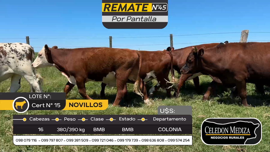 Lote 16 Novillos en Otra Localidad, Colonia