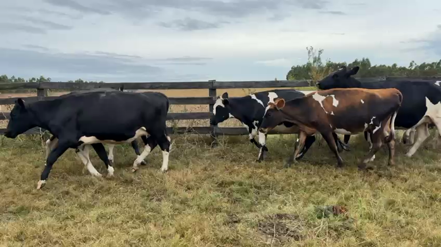 Lote VAQUILLONA PREÑADAS