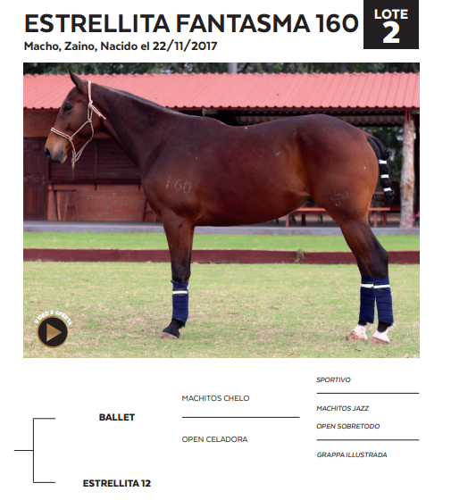 Lote LOTE 2