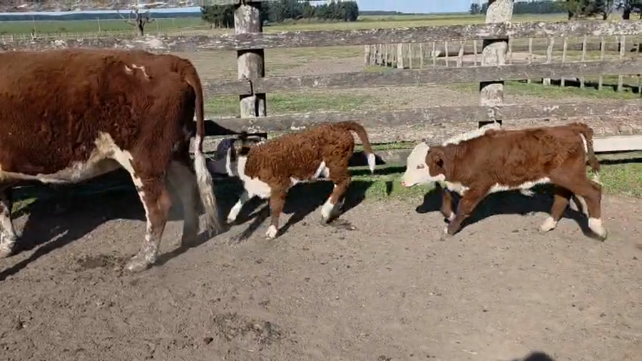 Lote 49 Vacas CUT con cría en Chajari - ER