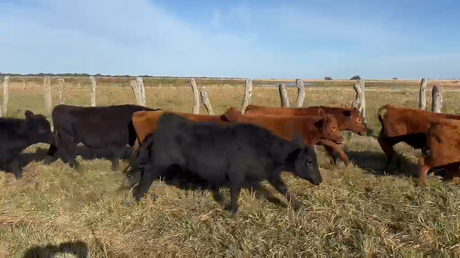 Lote 75 Terneros en Corrientes, Goya