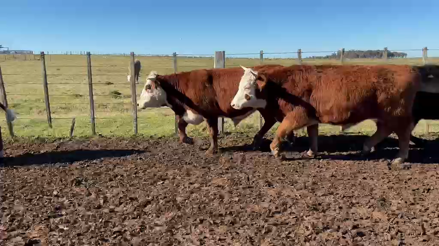 Lote 16 Novillos a remate en Feria General - Cardozo Negocios Rurales 412kg - , Rivera