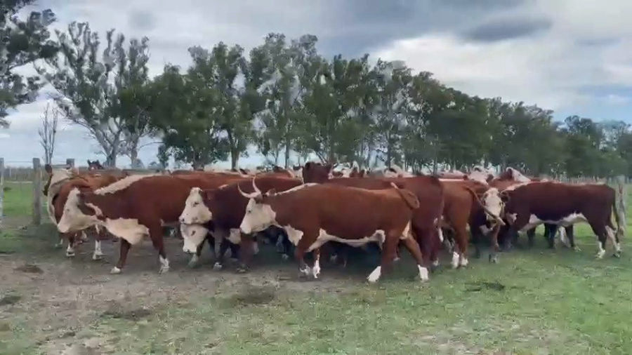 Lote 50 Vacas de invernar en Entre Ríos, Concordia