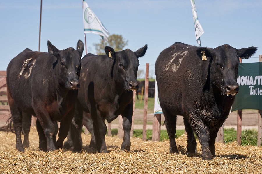 Lote "TRES MOLINOS" VAQUILLAS Con Servicio