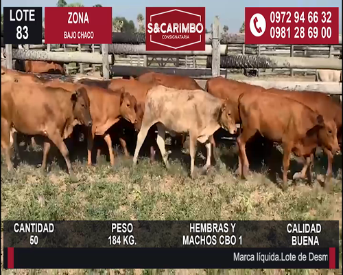 Lote 50 Desmamante H/M en Presidente Hayes