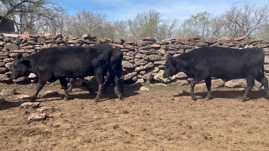 Lote Vacas Preñadas