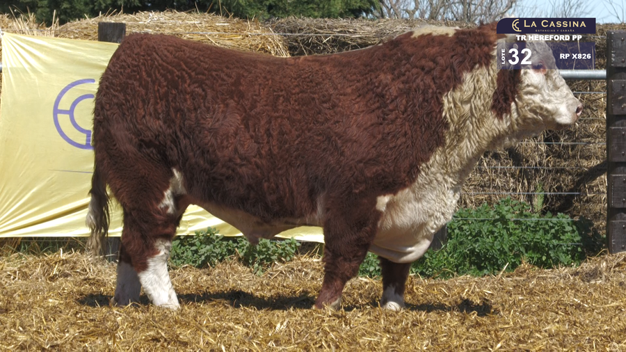 Lote TORO P. HEREFORD PURO PEDIGREE