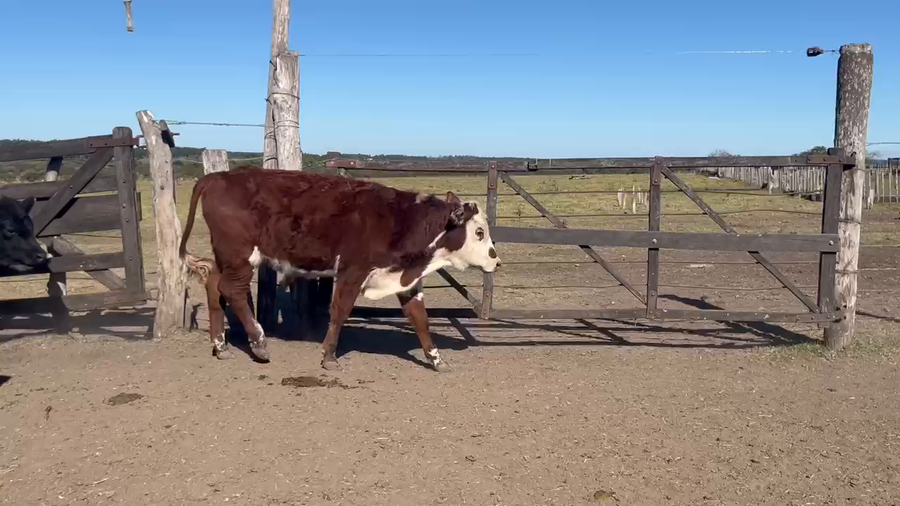 Lote 43 Novillitos en Entre Ríos, Chajarí