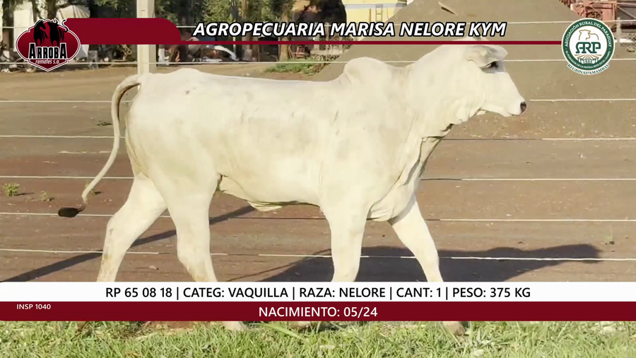 Lote VAQUILLA