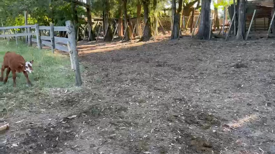 Lote 46 Piezas de cría