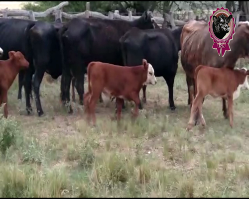 Lote 20 Vacas CUT con 20 Crias