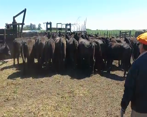 Lote 33 VACAS NUEVAS DE 2da PARICÓN C.G.P., EN ROJAS, PBA.-