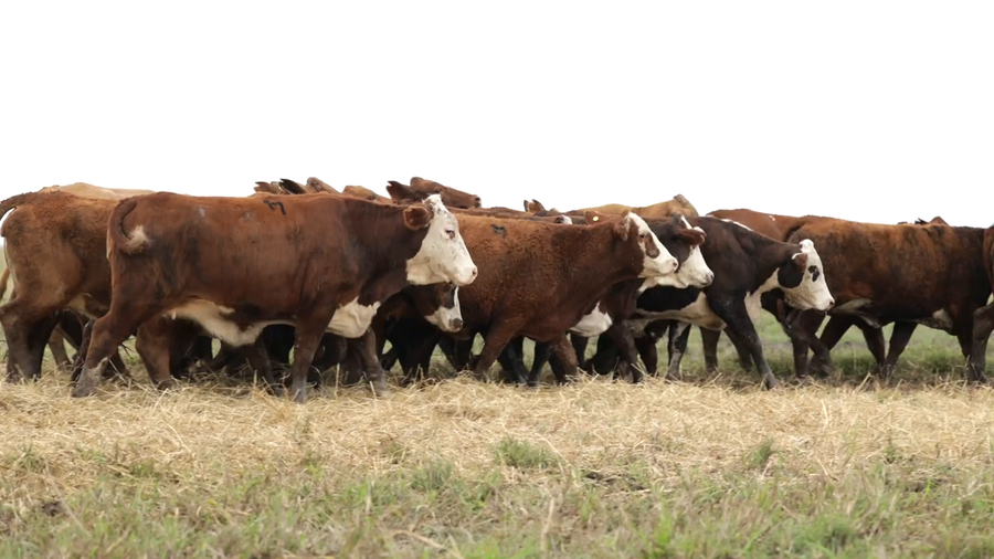 Lote Vaquillas señal 3 preñadas de otoño REMATE AGOSTO 2026