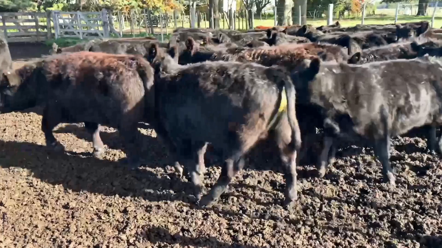 Lote 51 Novillitos en Ranchos, Buenos Aires