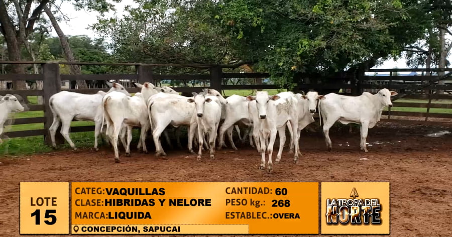 Lote Lote 15