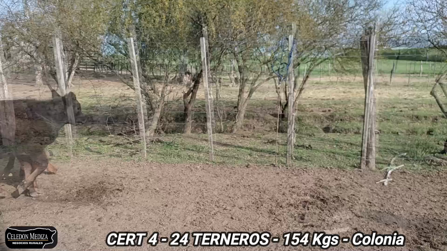 Lote 24 Terneros en Carmelo, Colonia
