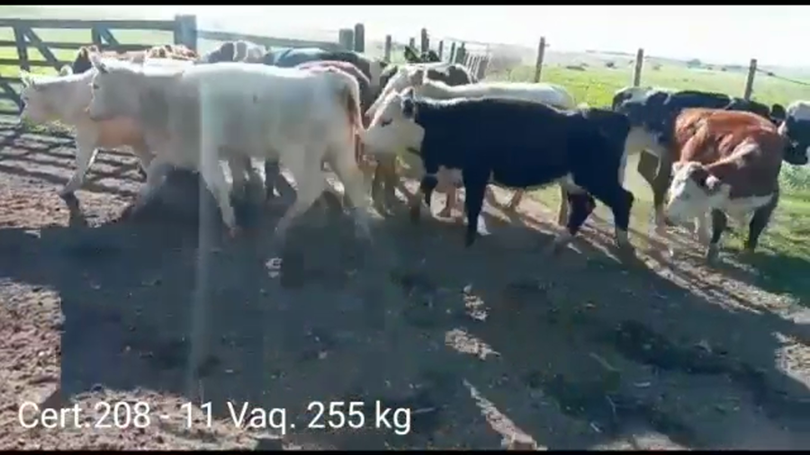 Lote VAQUILLONAS DE 1 A 2 AÑOS