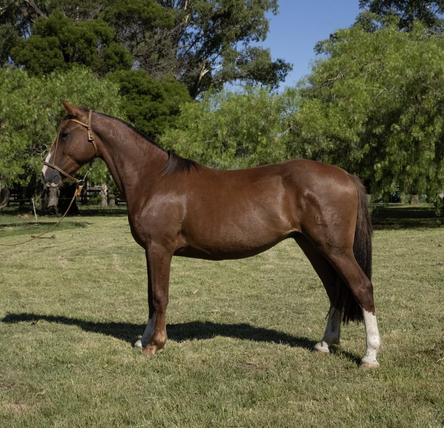 Lote DIAMANTE DEL PORRÚA