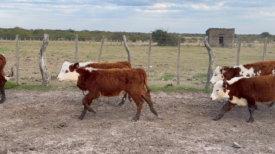 Lote 117 Terneros/as en Corrientes, Curuzu Cuatia