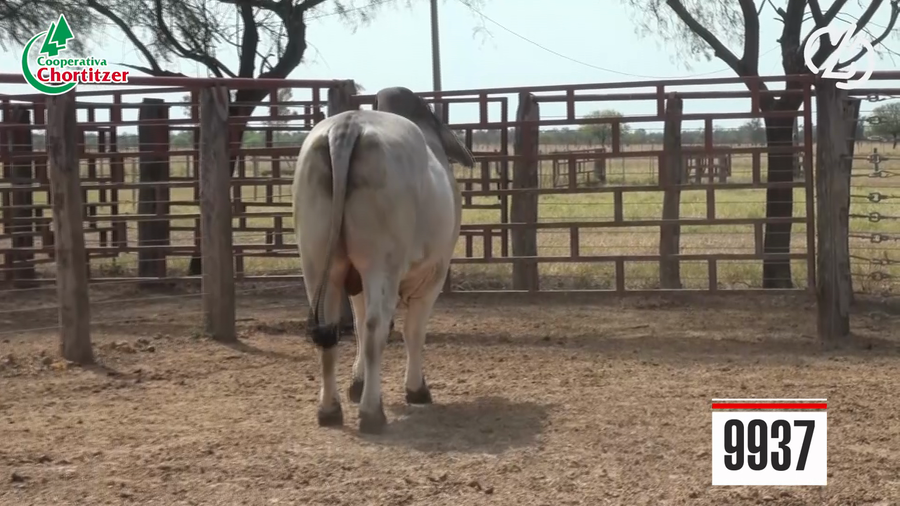 Lote Brahman