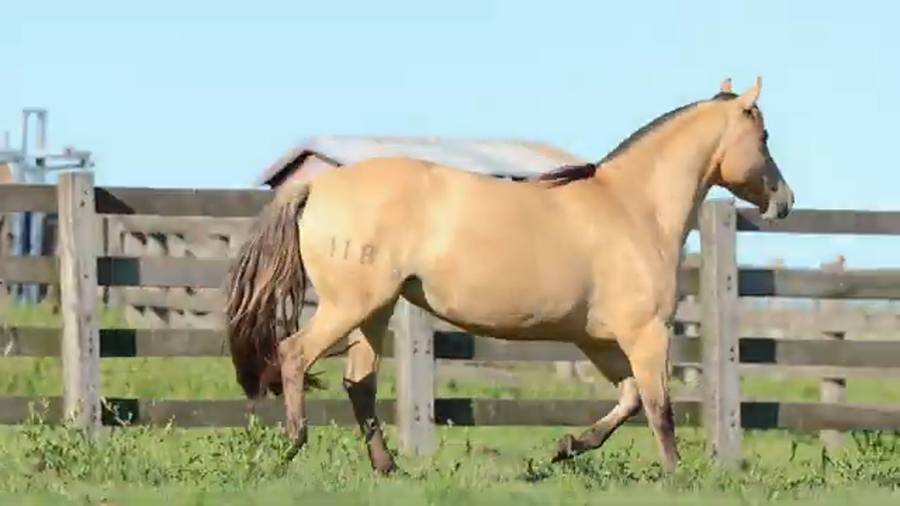 Lote BAYA DE LA RESERVA