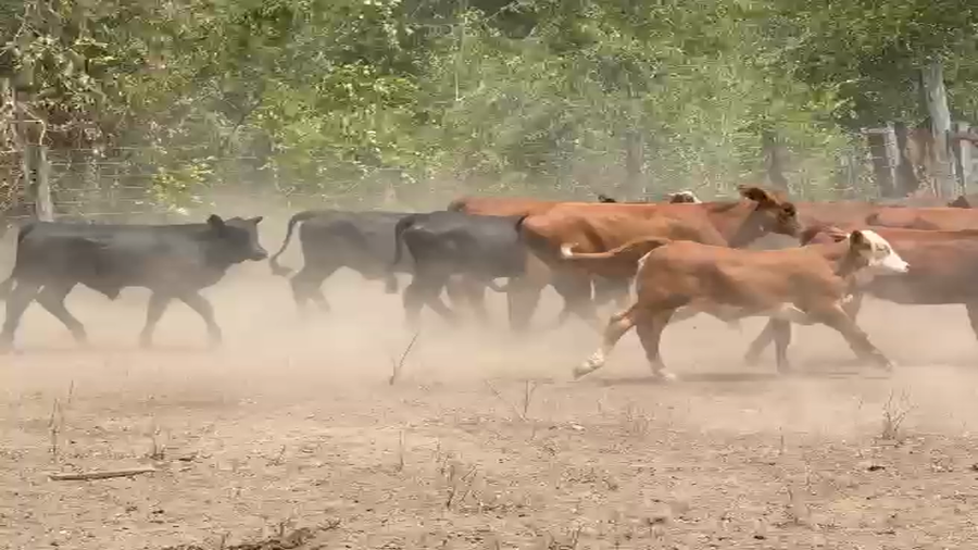 Lote 70 Terneros/as en Formosa, Gran Guardia