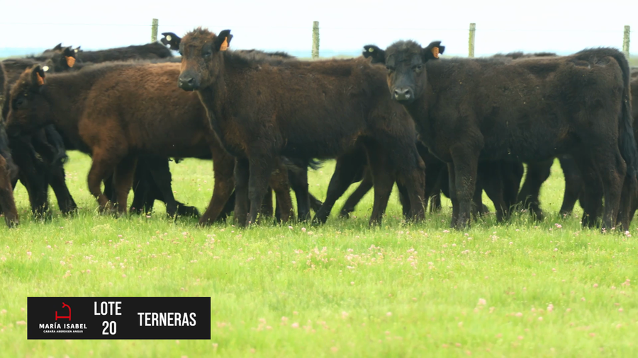 Lote 42 Terneras negras