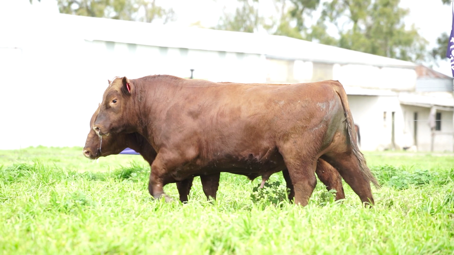 Lote Toros PC Colorado
