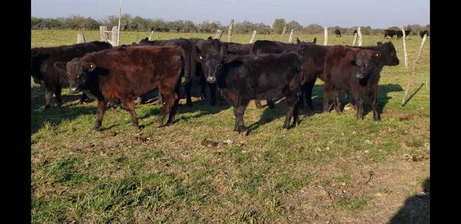 Lote 69 Terneros/as en Villaguay, Entre Ríos