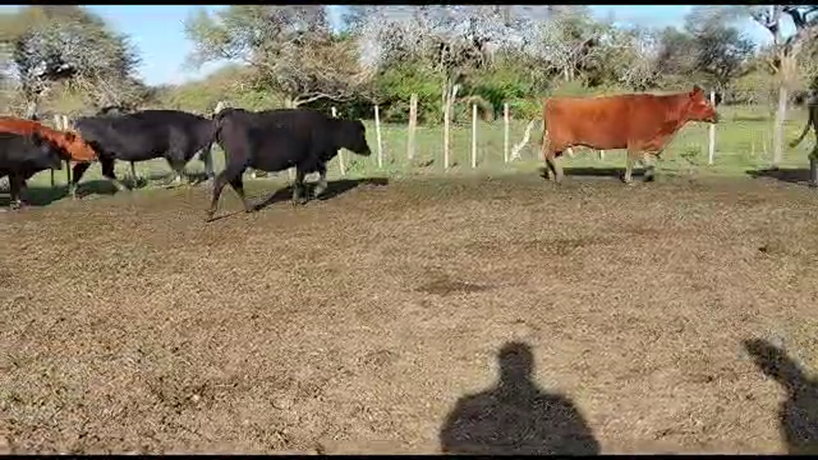 Lote 74 Vacas de invernar en Laguna Paiva, Santa Fe