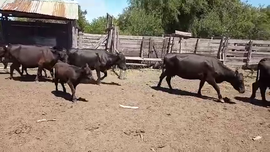 Lote 20 Vacas CUT con cría en Entre Ríos, Villaguay