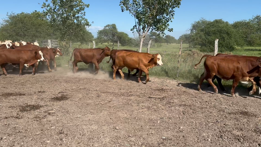 Lote 70 Terneros en Corrientes, Mercedes