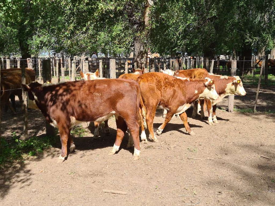 Lote 8 Terneros en Gral. Lamadrid, Buenos Aires