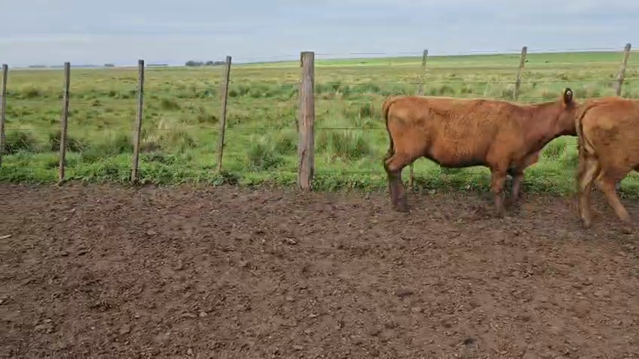 Lote 60 Terneras en Olavarría