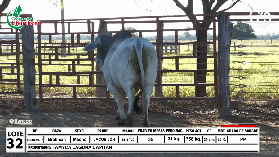 Lote Lote 32