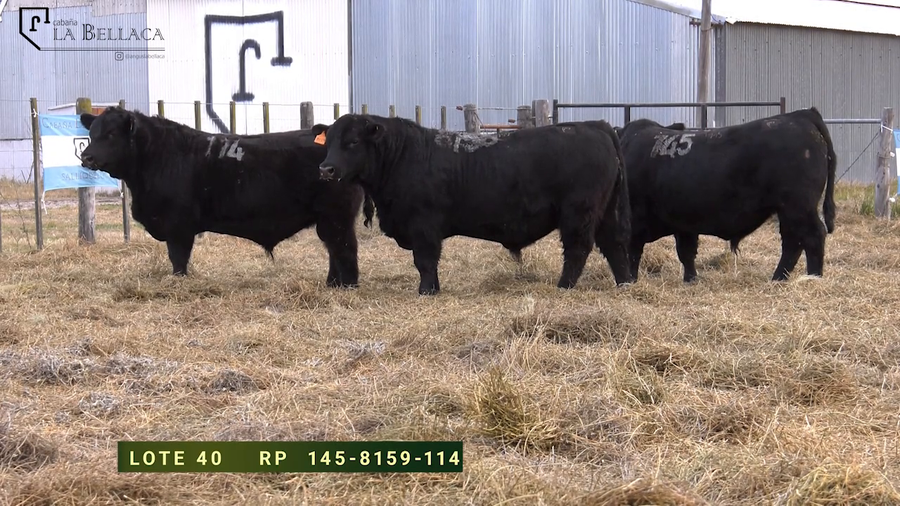 Lote TOROS PUROS CONTROLADOS