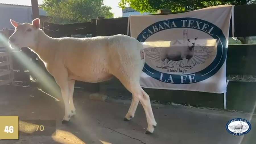 Lote Borregas a remate en Texel Don Amilcar y Villa Olivar, Rocha