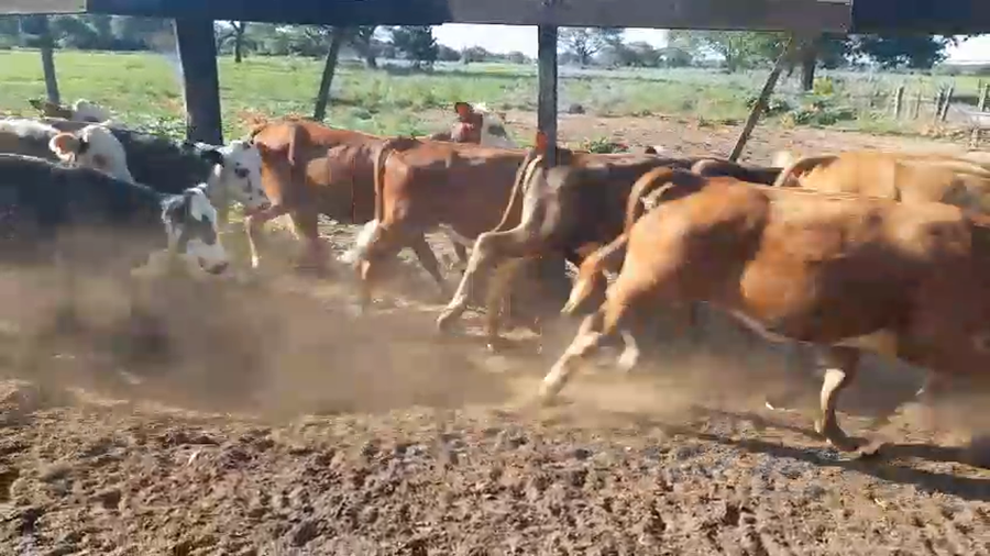 Lote 125 Terneros/as