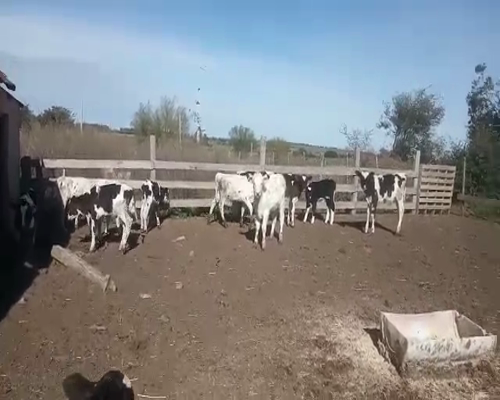 Lote 13 Terneras HOLANDO 120kg - , San José