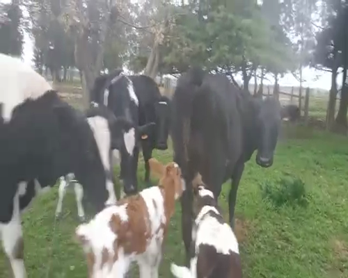 Lote 8 Piezas de cría HOLANDO a remate en Pantalla Camy 0 - 0kg - , San José