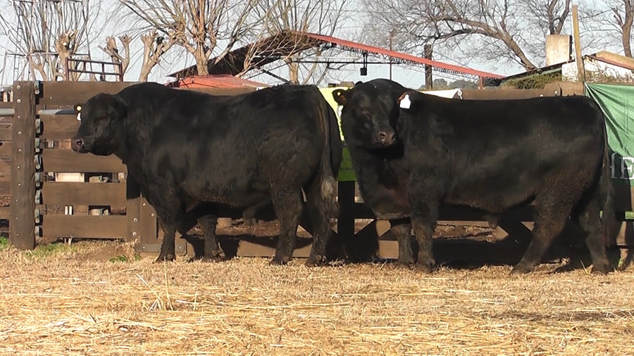 Lote TOROS ANGUS PP