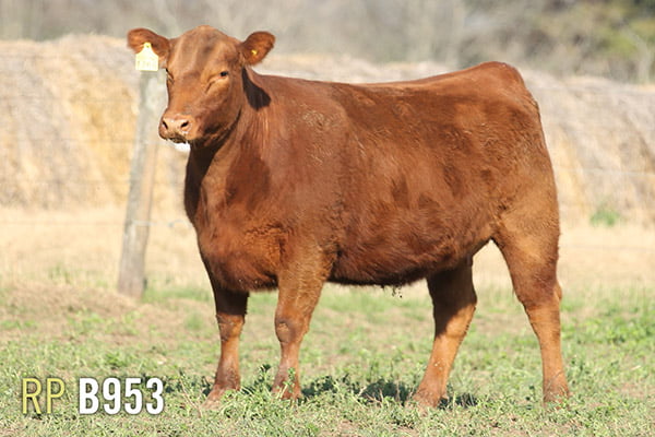 Lote 4 VAQUILLONAS PREÑADAS PURAS DE PEDIGREE