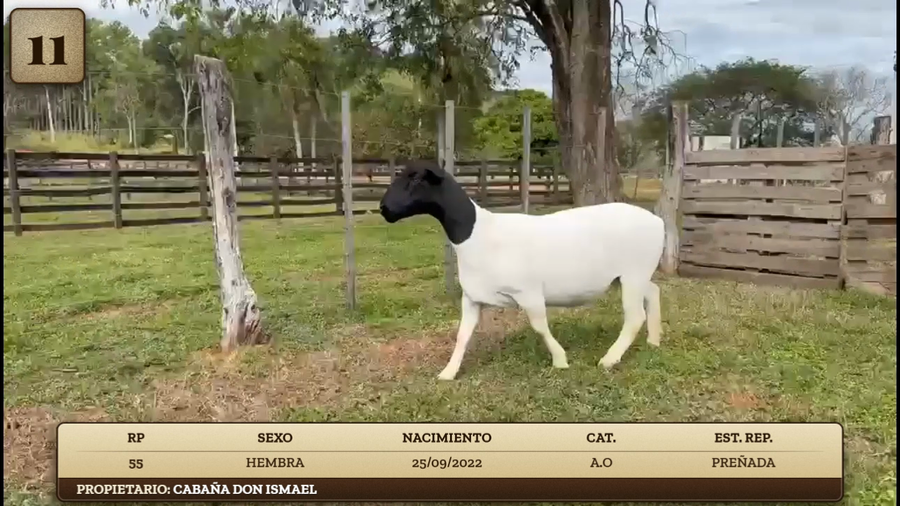 Lote LOTE 11