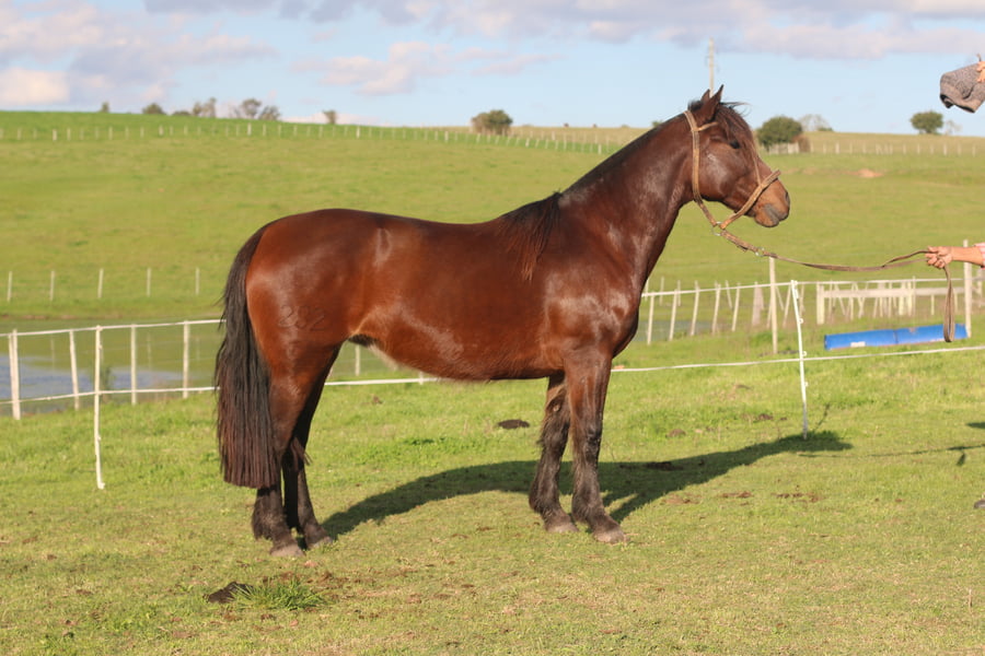 Lote SANTA GLORIA PATRIADA
