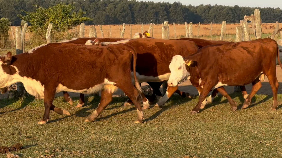 Lote 40 Vacas usadas preñadas en Corrientes, Chavarría