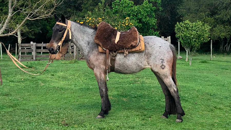 Lote Cataleya El Tacuaral (RP 368) - Cabaña El Tacuaral
