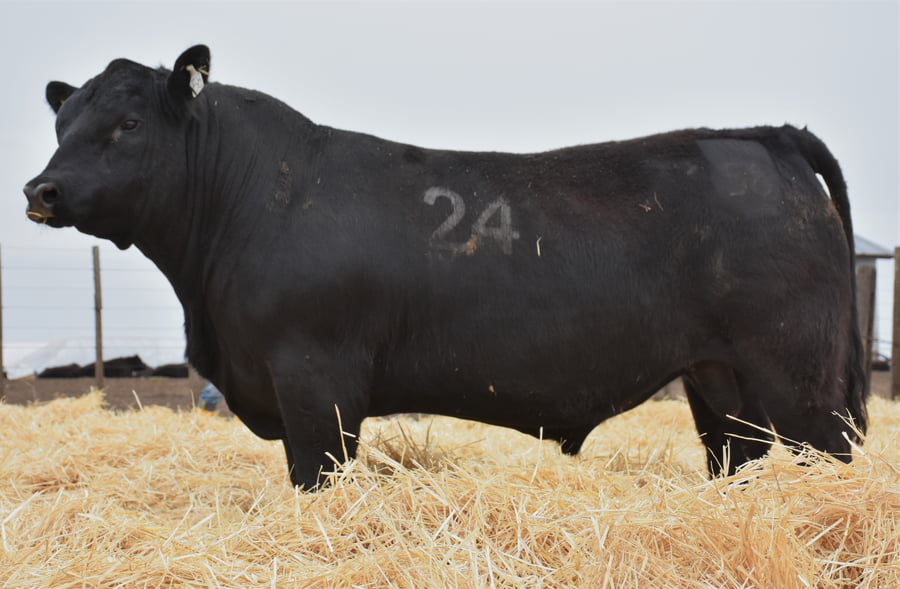 Lote TOROS PC