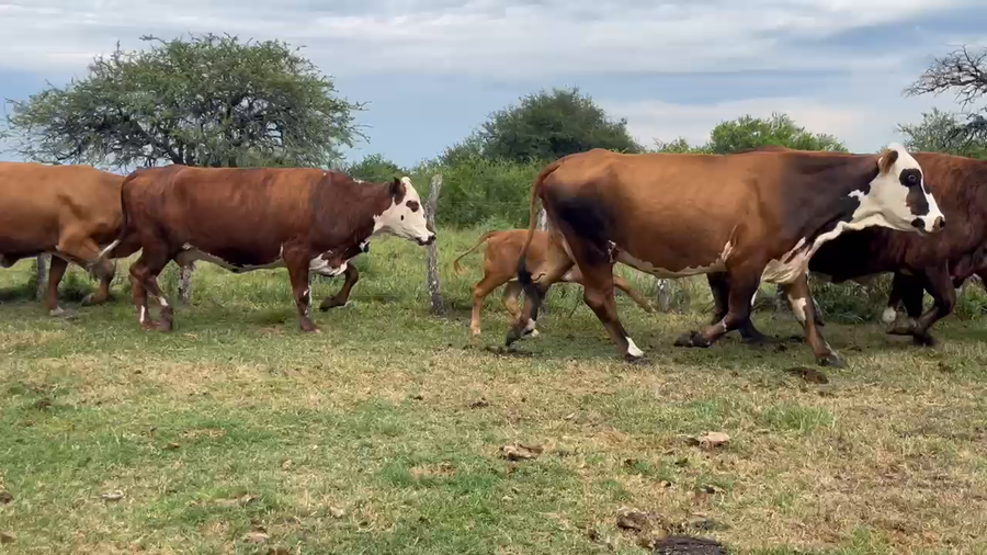 Lote 79 Vacas CUT con cría en Corrientes, Curuzú-Cuatiá