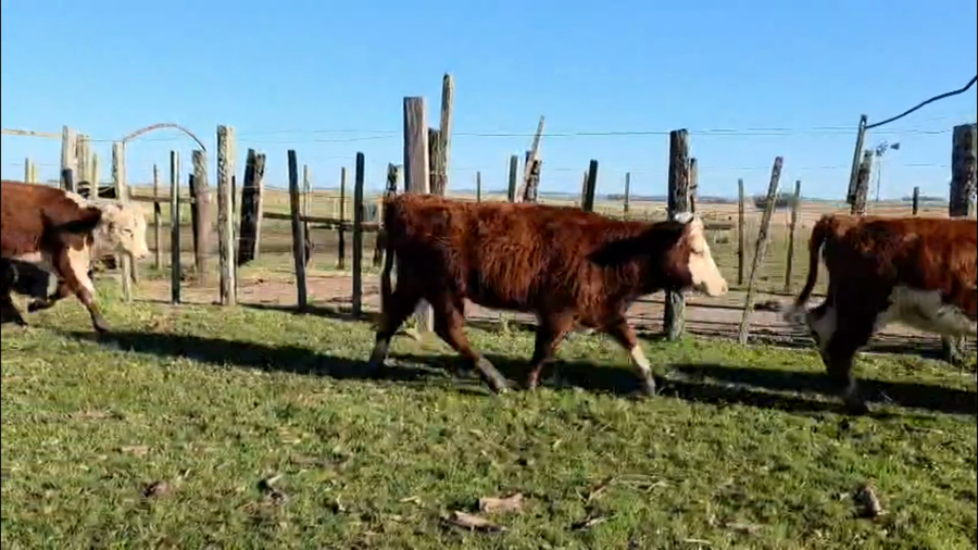 Lote 83 TERNERAS