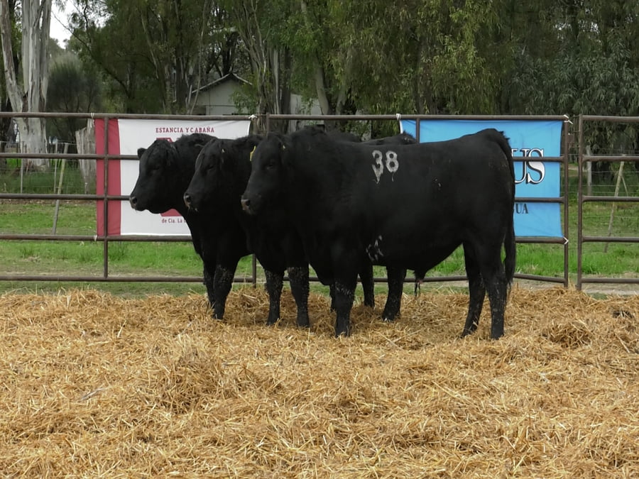 Lote TOROS ANGUS NEGROS PC